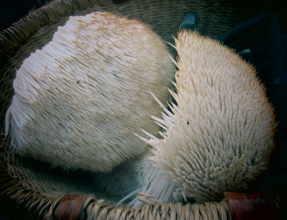 lion's-mane-mushroom-benefits