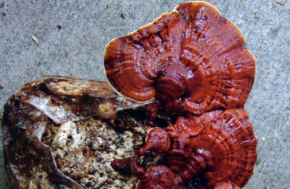 Reishi-Tincture