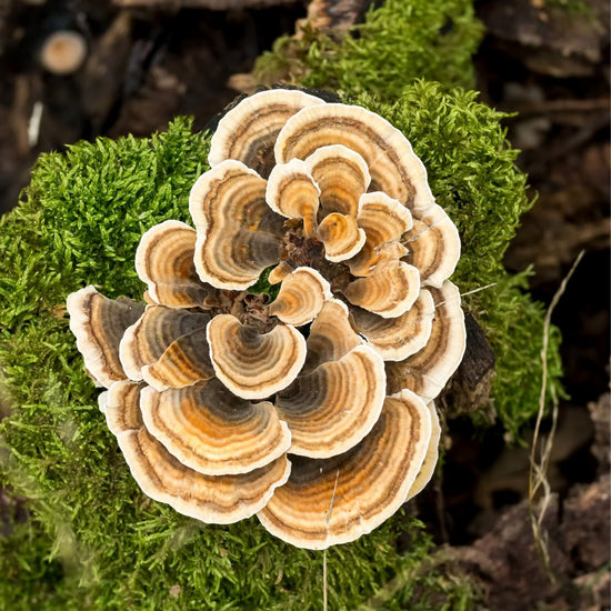 Is Turkey Tail Mushroom Edible?