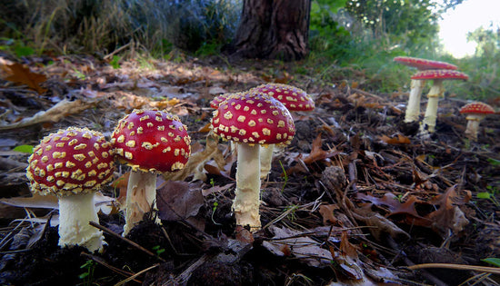 Wild Mushrooms - Mushroom Revival