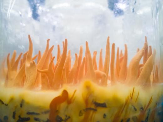 growing cordyceps