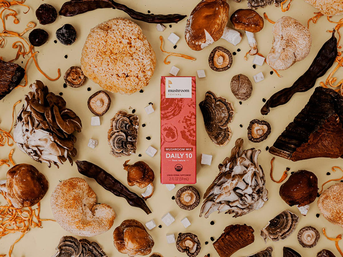 Difference-Between-Chaga-and-Reishi
