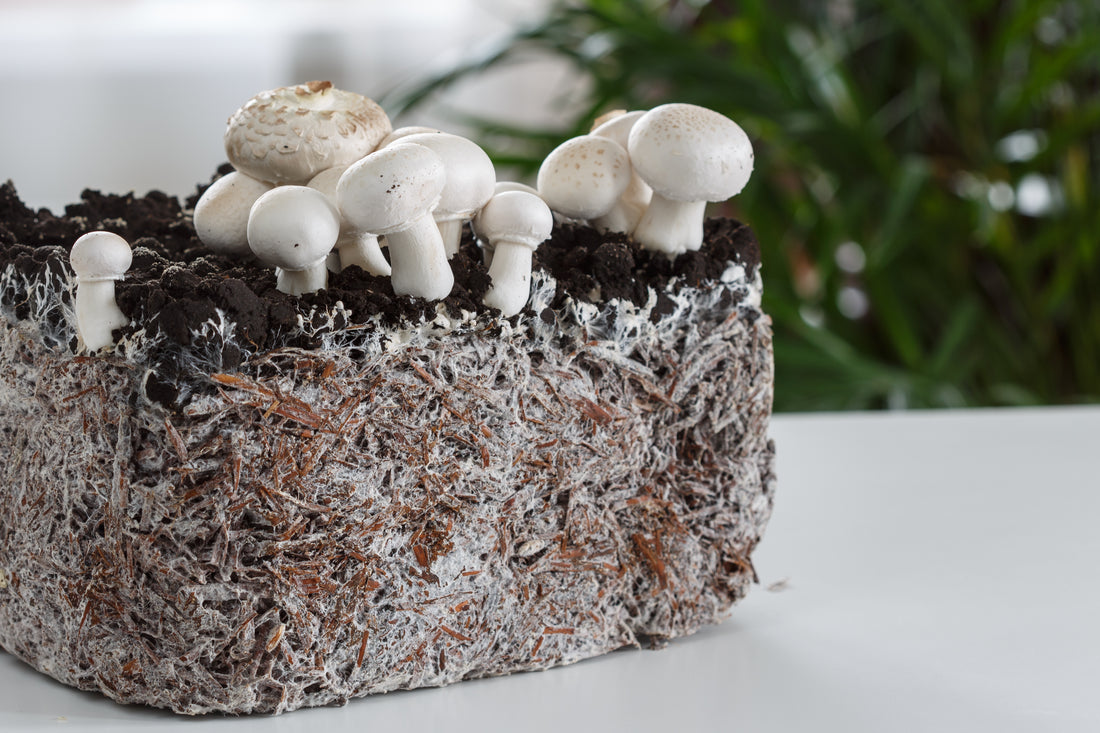 Best Adaptogen Supplements - Mushroom Revival