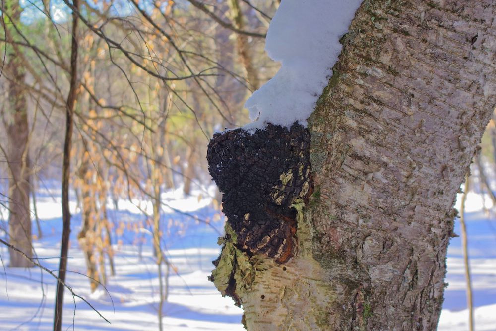 Chaga Mushroom Identification: How to Find and Harvest Chaga