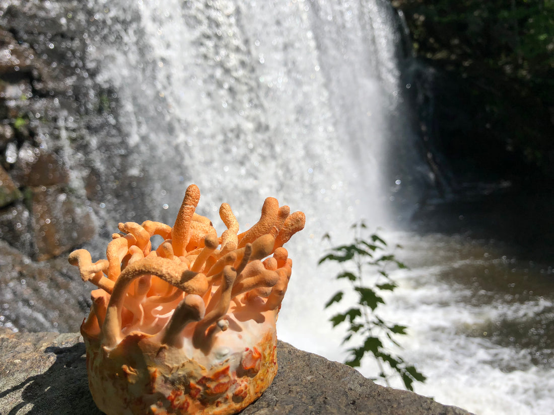 Best Time to Take Cordyceps - Mushroom Revival