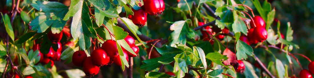 Everything You Want to Know About Hawthorn Leaf and Flower Benefits*