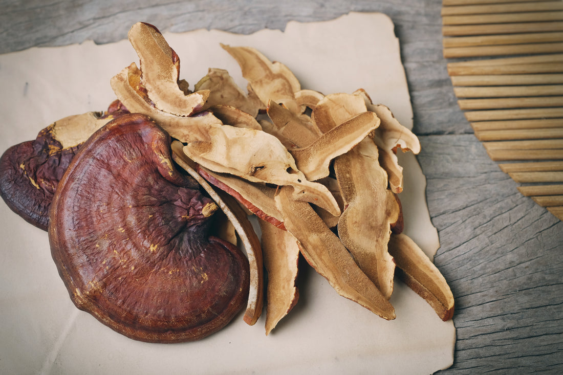 How Long Does It Take For Reishi Mushroom To Work - Mushroom Revival - Main