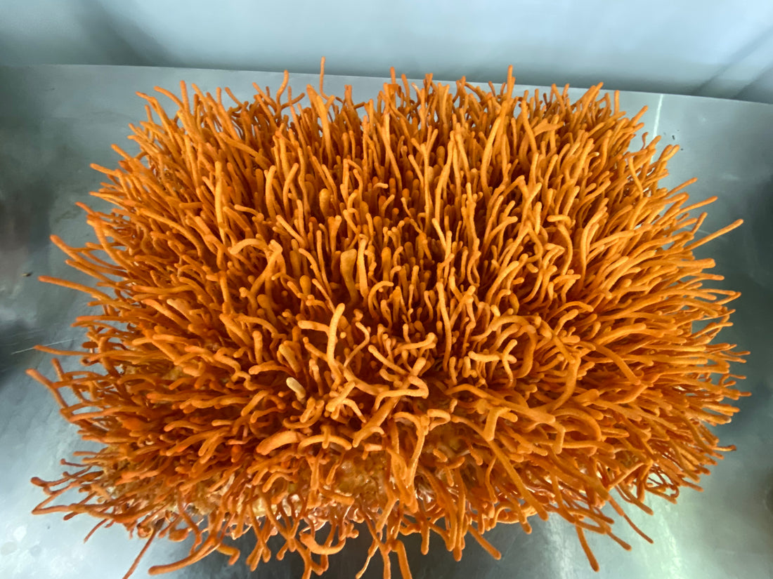 Fruiting Body Mushrooms - Mushroom Revival