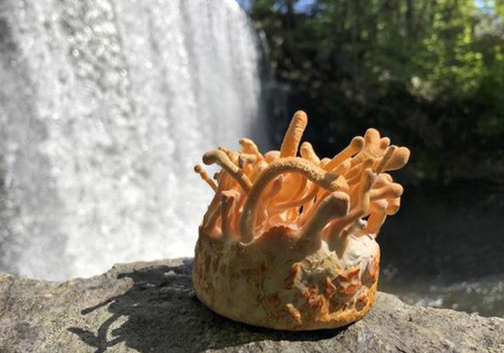 Organic Medicinal Mushrooms