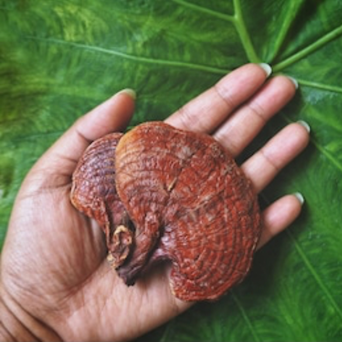 Reishi Mushroom Tincture Health Benefits