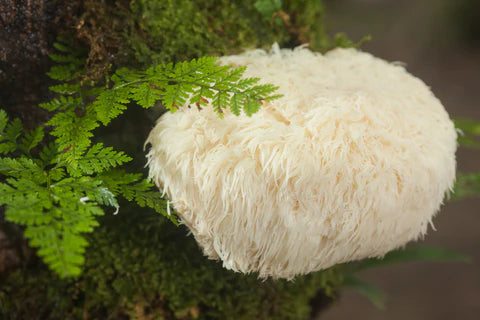 How to Cook Lion's Mane Mushroom - Mushroom Revival