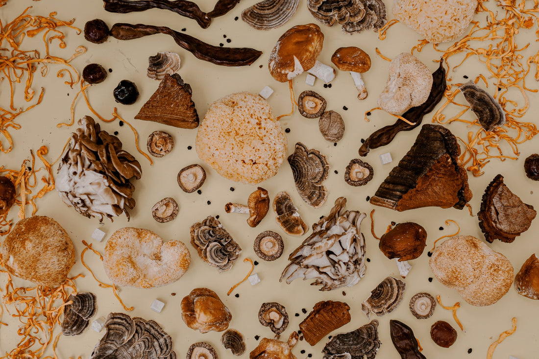 Best Mushrooms For Gut Health - Mushroom Revival - Main