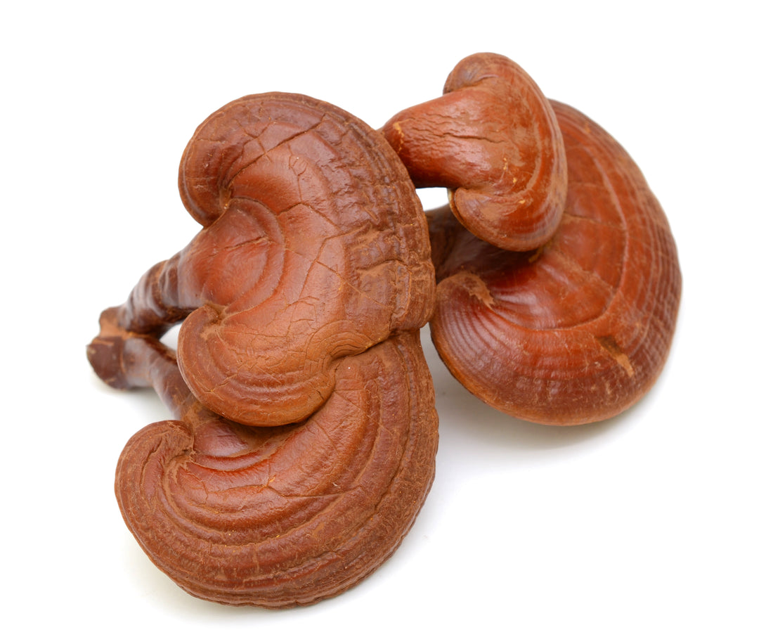 Reishi Mushroom Look Alike - Mushroom Revival - Main