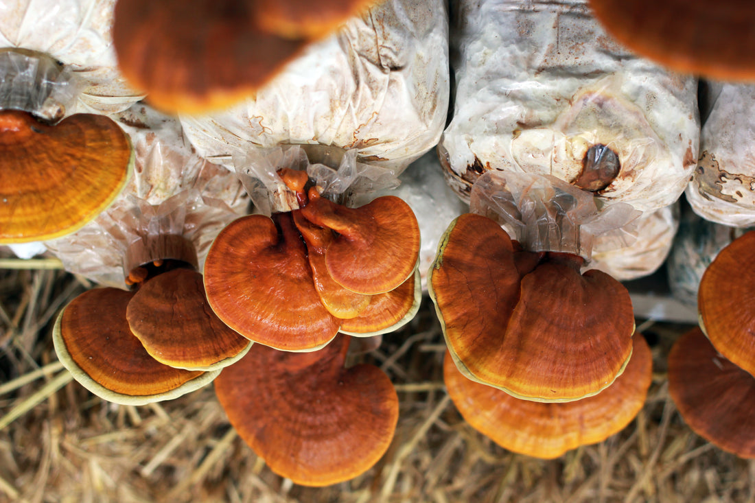 Best Reishi Mushroom Supplements For 2023 - Mushroom Revival - Main