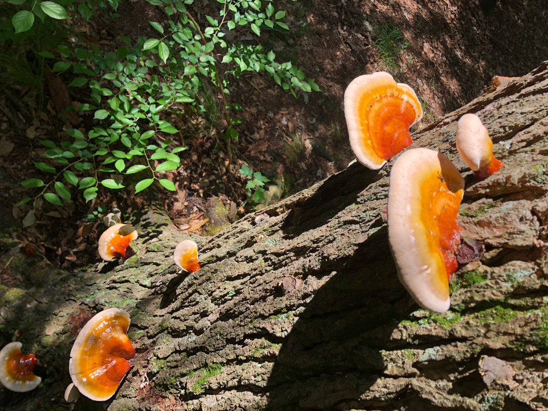 Reishi Mushroom Skin Benefits - Mushroom Revival - Main