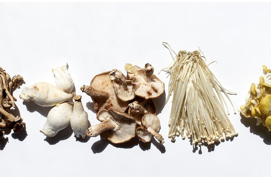 Best Mushroom Blend Supplement