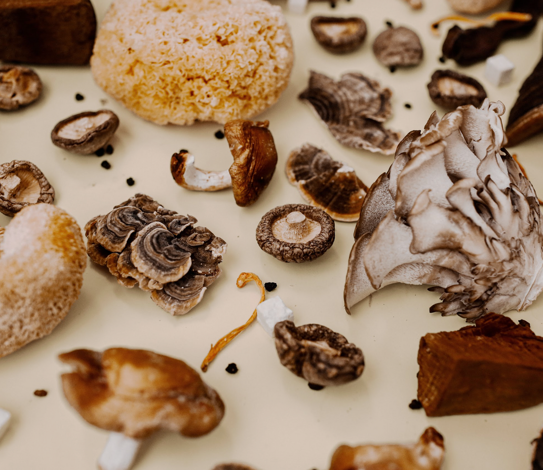 Mushroom Gummies Review - Mushroom Revival