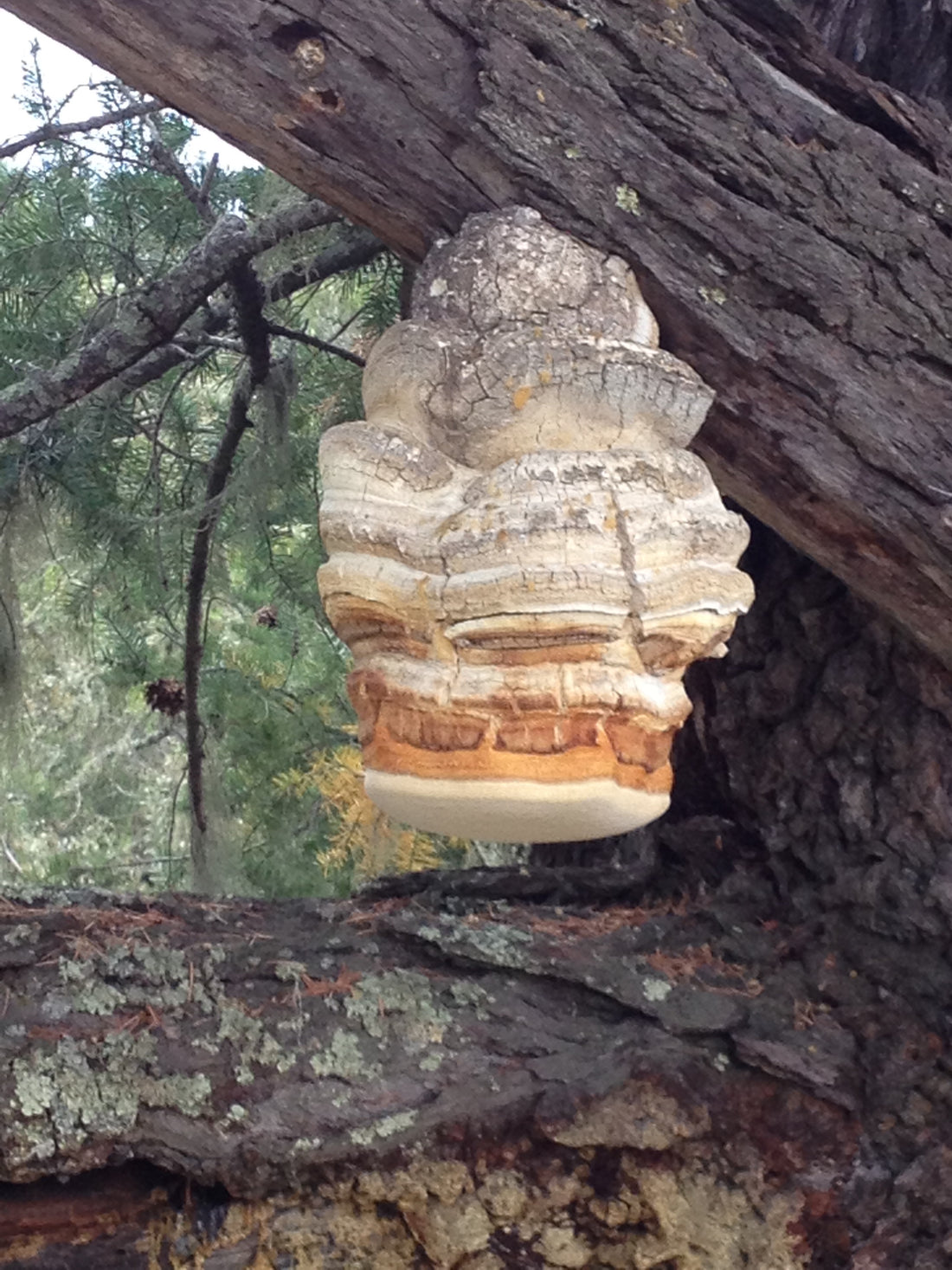 Agarikon Mushrooms: A Quinine Conk with Beneficial Properties*
