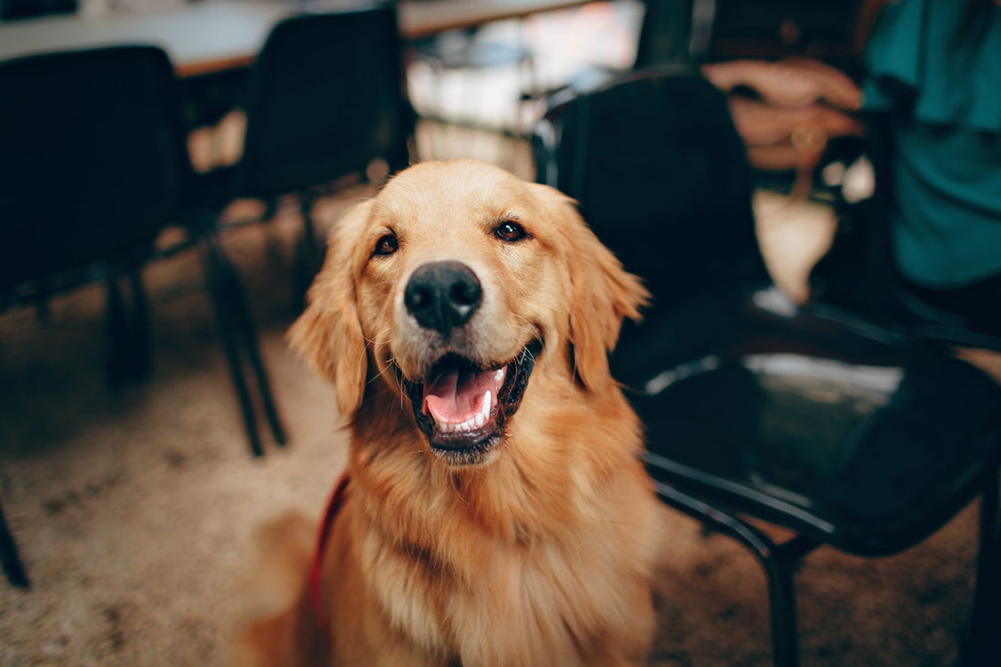 Photo Credit: Petsolino
