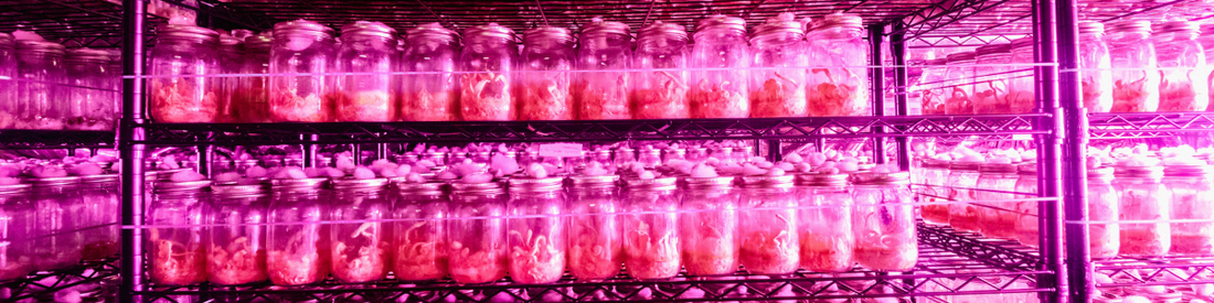 Cordyceps Militaris Production