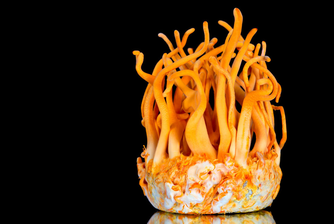 Cordyceps Militaris Mushroom