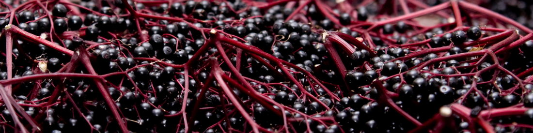 The Benefits of Elderberry: A popular, Delicious, and Versatile Herb*