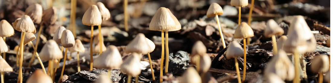 Psilocybin Mushrooms of the World: Seven Different Species