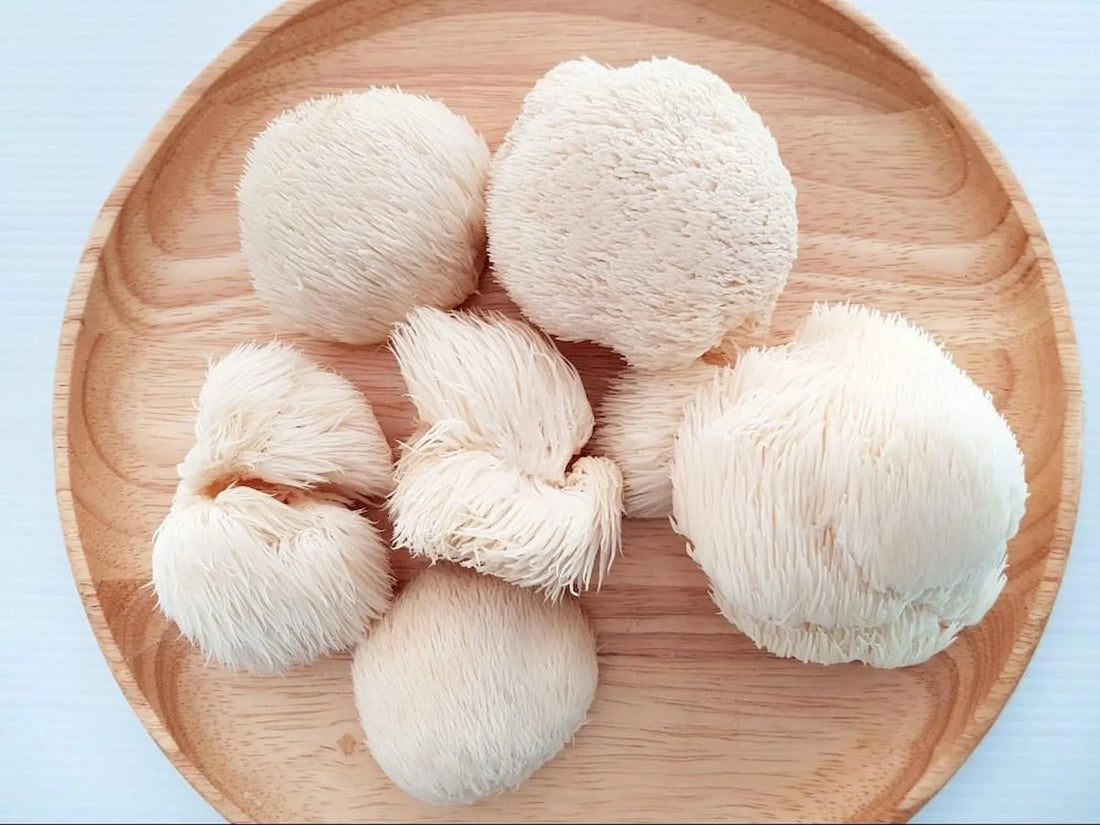 7 Nootropic Mushrooms: The Ultimate Guide