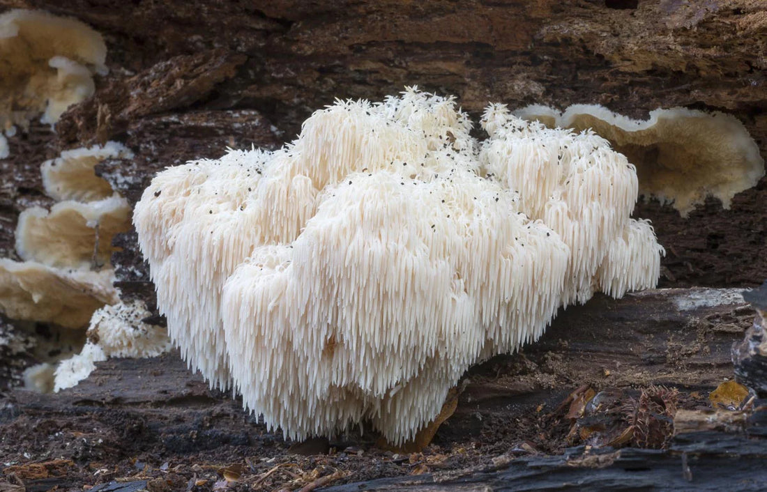 Lion's Mane Mushroom Supplement - Mushroom Revival