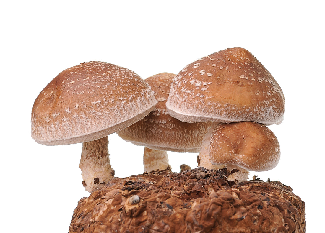 Mushroom Powder Benefits - Mushroom Revival - Main