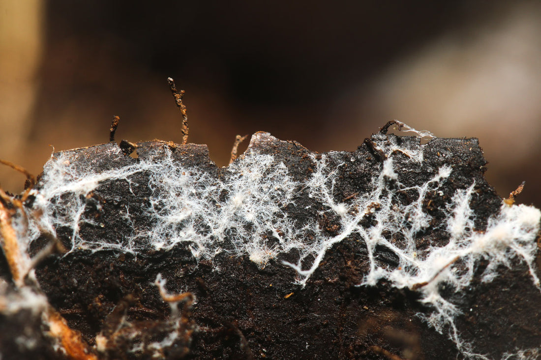 Why We Use Lion’s Mane Fruiting Bodies & Not Lion’s Mane Mycelium