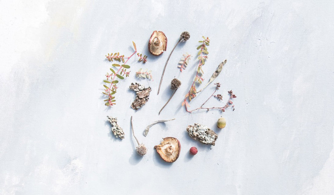 What is a Polysaccharide and How Is It Related to Mushrooms?