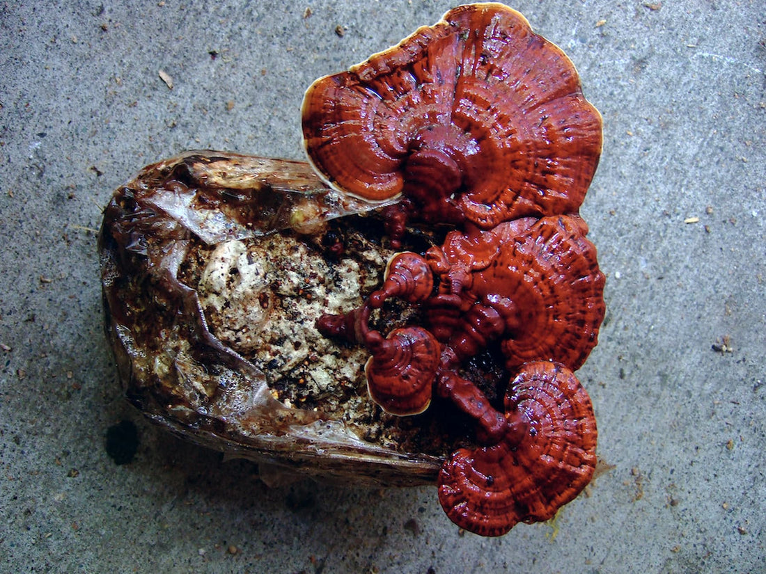 A Quick Dive Into Reishi Mushroom Benefits