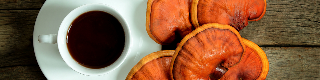 reishi mushroom recipe