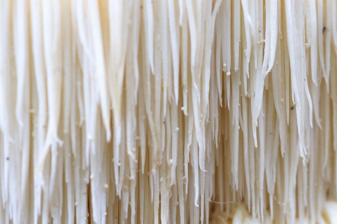 Lion's Mane Medicinal Properties