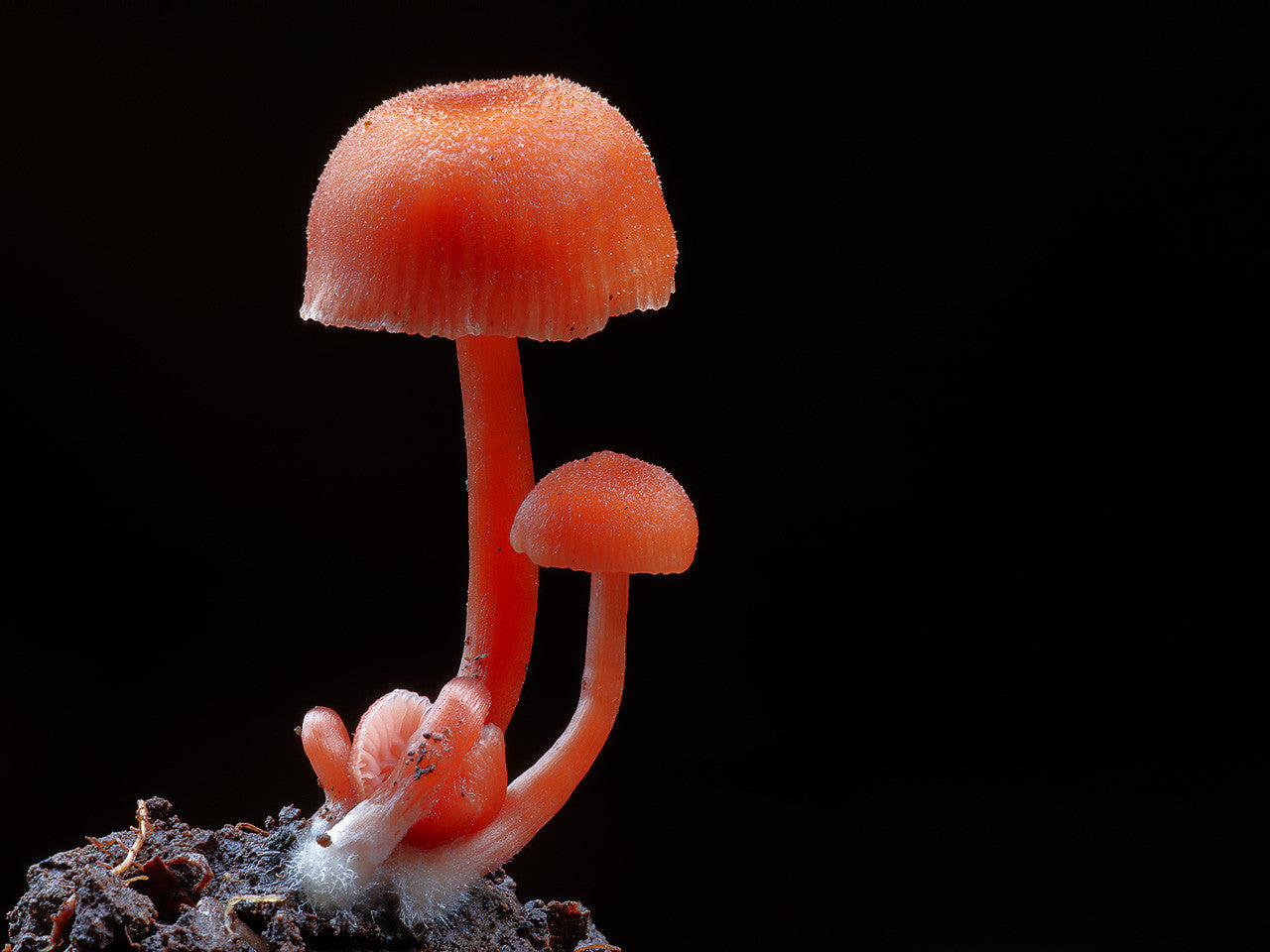 Грибы Campanella SP.. Стив Аксфорд мир грибов. Необычные грибы мира. Необычные грибы. Грибы Campanella SP.. Стив Аксфорд мир грибов. Необычные грибы мира.