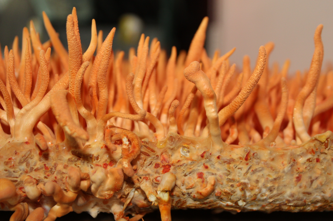 Cordyceps Sinensis Supplement For Daily Vitality