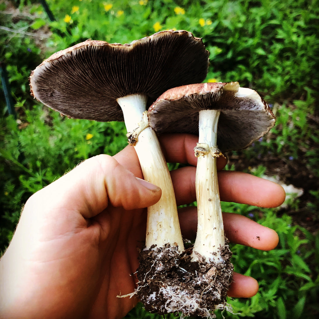What Are Adaptogenic Mushrooms - Mushroom Revival