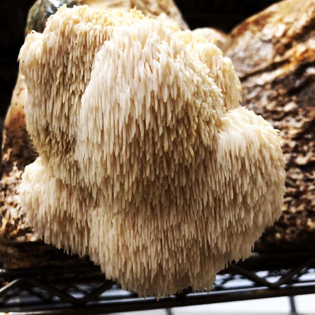 Get To Know Lion’s Mane Mushroom Look Alikes - Mushroom Revival - Main