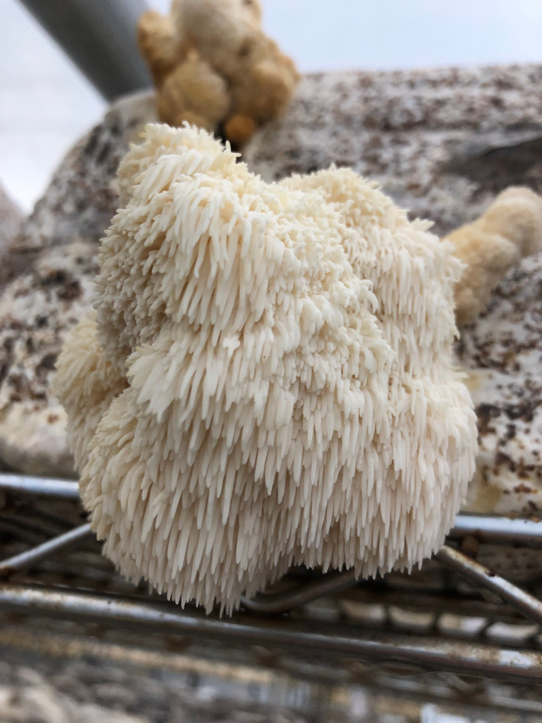 Is Lion's Mane Psychedelic - Mushroom Revival - Main