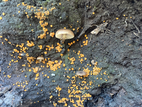 Fire Loving Fungi