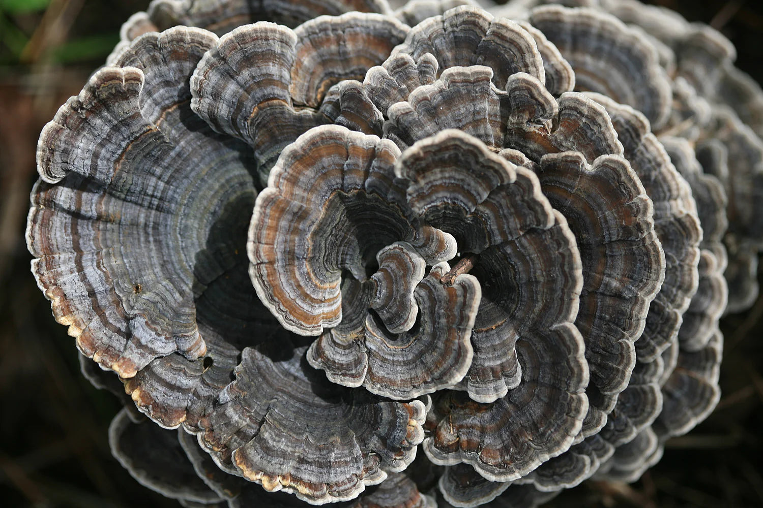 Turkey Tail Mushroom Identification | Mushroom Revival