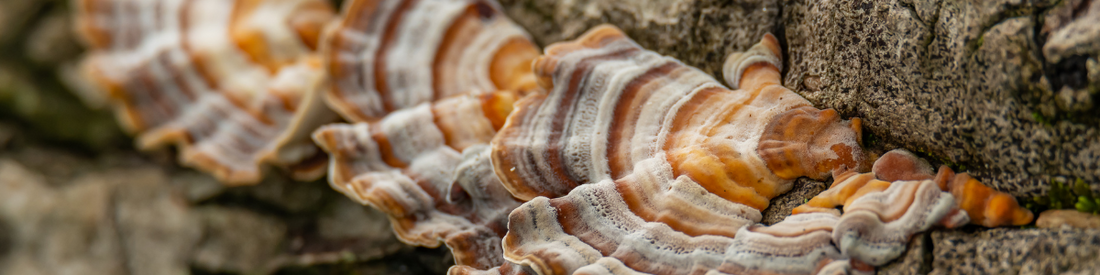 How To Find The Best Turkey Tail Supplement