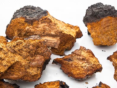 What is Chaga mushroom good for? Learn about the King of Mushrooms
