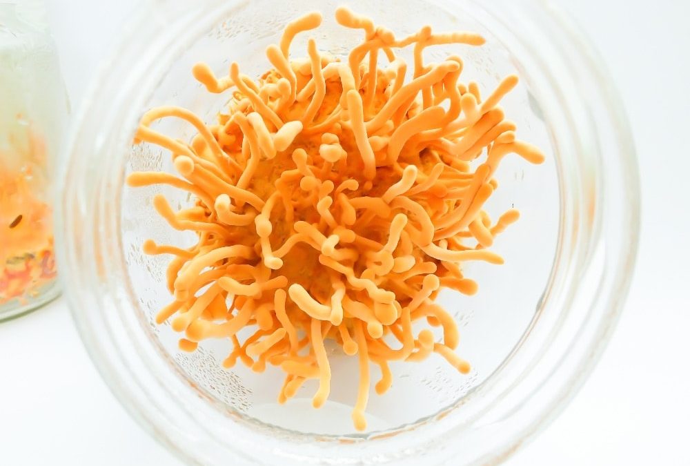 The Best Cordyceps Mushroom Supplement on the Market: What to Look For*