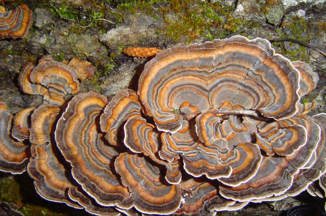 Turkey Tail Mushrooms: A Simple Identification Technique for Beginning Foragers