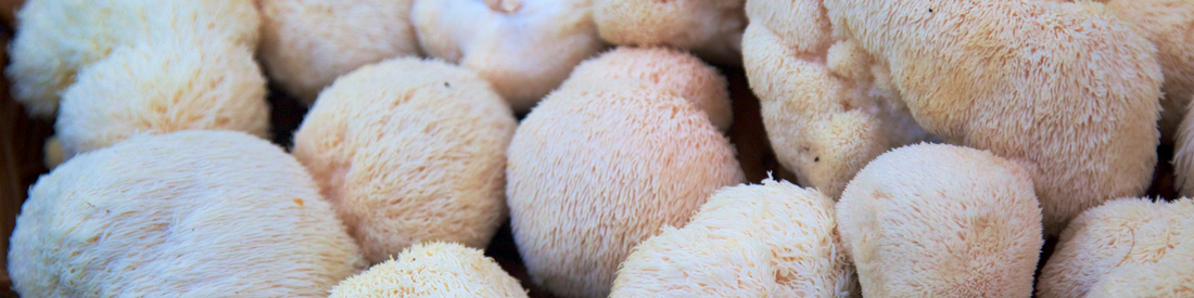 How to Take Lion’s Mane Mushrooms: Recipes, Drinks, and Products