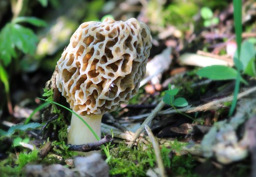 A Beginner’s Guide to Prepping and Cooking Morel Mushrooms