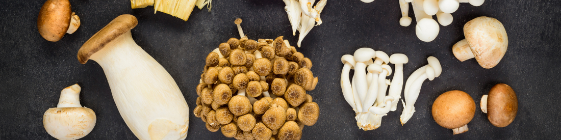 Chitin: an Important Component in Mushrooms and What You Need To Know!