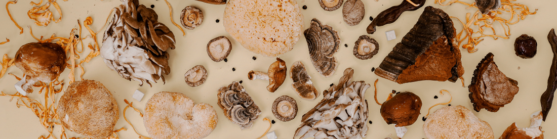 What Are Functional Mushrooms - Mushroom Revival
